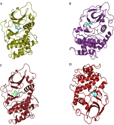 Figure 8. (A) Binding of BAY61-3606 to the active site pocket of SRCN_5165; (B) Binding of flavopiridol to the active site pocket of SRCN_5165; (C) Binding of purvalanolB to the active site pocket of SRCN_5165; and (D) Binding of piceatannol  to the active