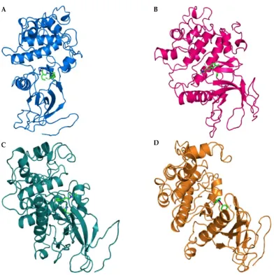 Figure 9. (A)flavopiridol to the active site pocket of SRCN_3247; (C) Binding of purvalanolB to the active site pocket of SRCN_3247; and (D) Binding of piceatannol  to the active site pocket of SRCN_3247