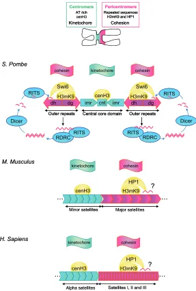 Fig. 1. chromosomes, are made of satellite repeats of three types: type I (0.5% of theof 171bp