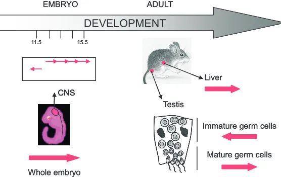 Fig. 4. Transcription of pericentromeres during mouse development. In 11.5transcripts reveals a specific pattern of expression, with regard to embryonicsense orientation are observed in mature germ cells