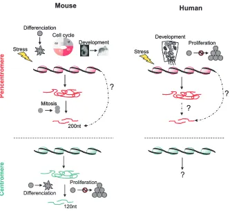 Fig. 5. Physiological contexts leading to an accumulation of CT and PCT transcripts inmouse and human cells.development and in replicative senescent cells