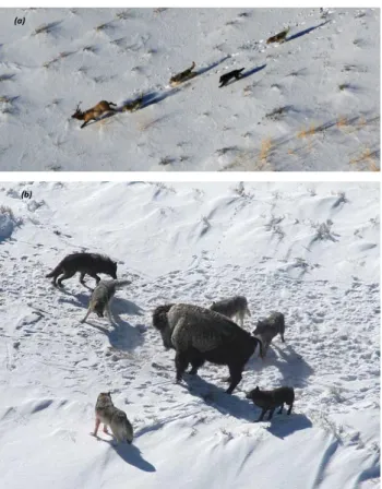 Fig. 2 a) attacking prey b) hunting prey by wolves (a) 