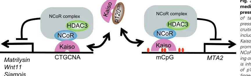 Fig. 3. Mechanisms of Kaiso-mediated transcriptional re-of p120 catenin with the zincis inhibited by direct interactioning of Kaiso to these sequencesNCoR complex (right)