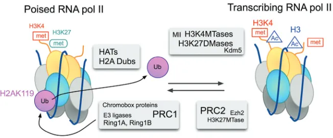 Fig. 4. Model for the reversible switch of transcriptional states at a bivalent promoter.