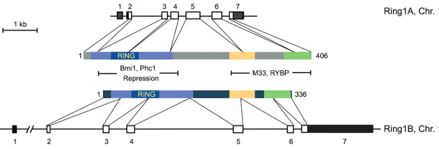 Fig. 1. Genomic structure of the murine Ring1A and Ring1B loci and of the encoded cDNAs