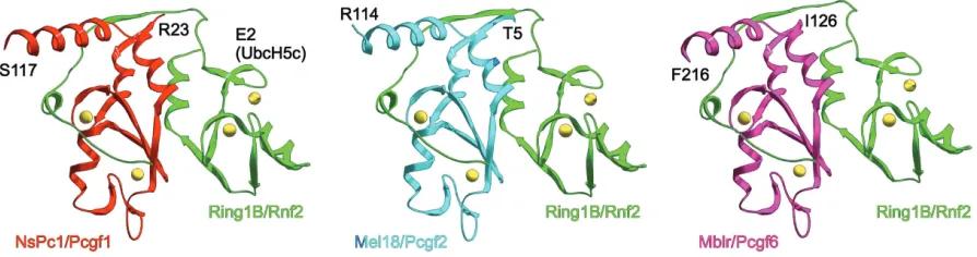 Fig. 3. Models of the associations of murine Ring1B and Pcgfs. Three-dimensional models were built using a knowledge-based protein modelingRing1B loop important for E2 ligase Ubc5Hc association is shown