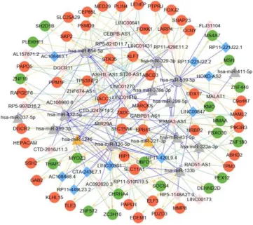 Figure 6. ceRNA network diagram. Note: the red circles represent 