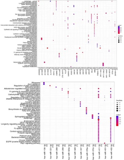 Figure 5. Results of lncRNA and miRNA pathway enrichment analysis. 