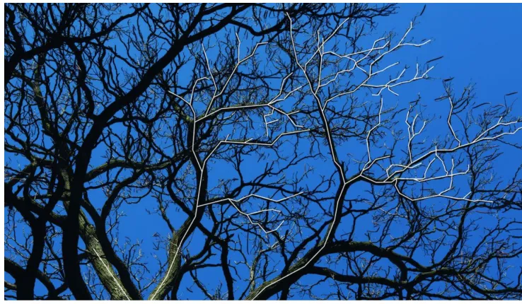 Figure 6: A tree’s anatomy is a fractal system. 