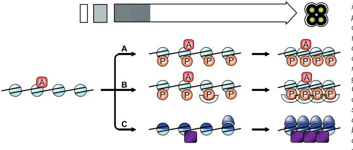 Fig. 4. Chromatin compaction in spores. A model