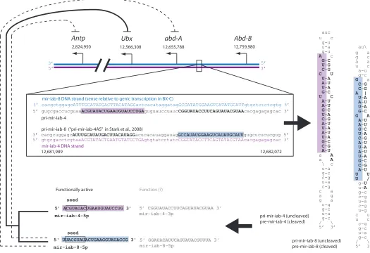 Fig. 5. Non-genic transcription produces two functionally distinct miRNAs at the iab-4 locus in the bithorax complex (BX-C)