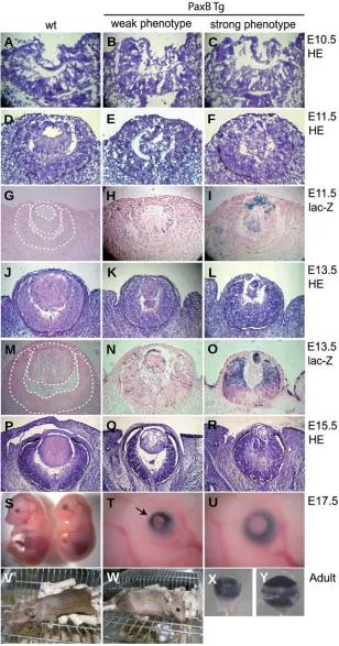 Fig. 2. Phenotypes of PaxB transgenic mice. Cryosections