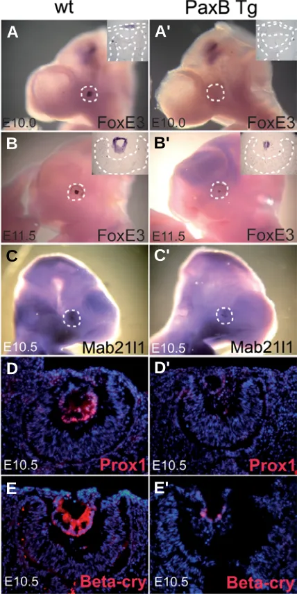 Fig. 4. Downregulation of lens specific markers in PaxB transgenicmice.tion in sections (insets in A-B') at E10.0 probes for using anti-Prox1 E10.0 restricted area of the brain the brain was unaffected seen in the lens remnant of Prox1 formation of the len