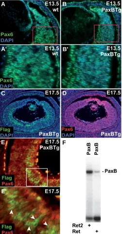 Fig. 6. Pax6 is repressed in the PaxB expressing cells. The immunohis-