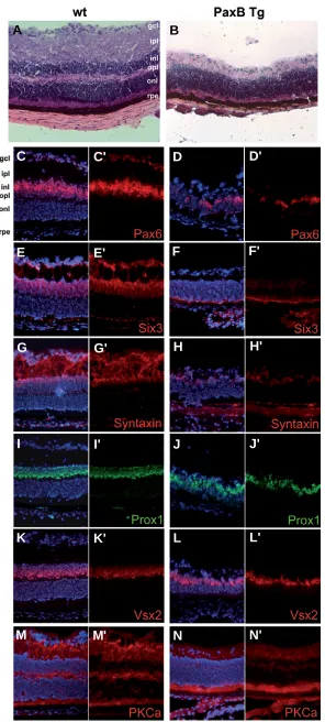 Fig. 7. Characterization of adult retina in PaxB transgenic. Abbreviations for distinctnuclear layer, opl-outer plexiform layer, onl-outer nuclear layer,histochemistry showed reduced staining of Pax6 hematoxylin and eosin be affected in the follows: gcl-ga