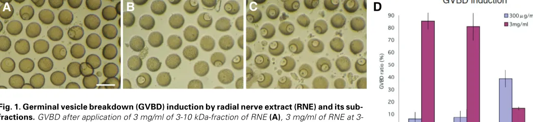 Fig. 1. Germinal vesicle breakdown (GVBD) induction by radial nerve extract (RNE) and its sub-fractions.264, 244 and 94, respectively, and those at 300 10 kDa-fraction bars show standard deviations