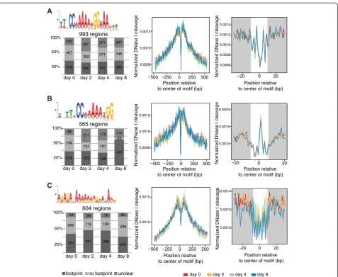 Figure 5 DNase I footprints created by TF binding at different time points of flower development