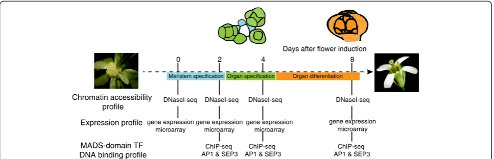 Figure 1 Overview of the experimental set-up.stages were analyzed: meristem specification (stage 2; 2 days after induction), organ specification (stage 4-5; 4 days after induction), and organdifferentiation (stage 7-8; 8 days after induction)