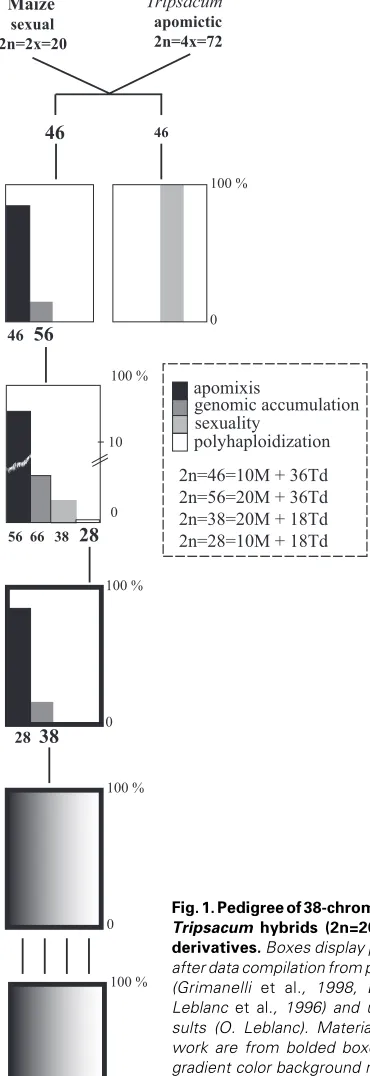 Fig. 1. Pedigree of 38-chromosome maize-