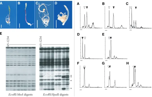 Fig. 3 (Left). Maternal embryo defects in maize-Tripsacum and Tripsacum apomicts. apomictic detection of methylation-associated polymorphisms (maize-(A-D) Germination of maternal seedlings from seeds fromTripsacum apomict 38C showing normal (A) and aberran