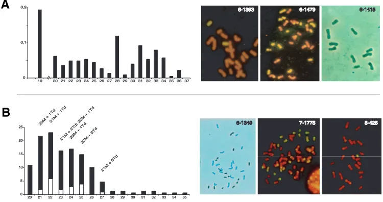 Fig. 6. Cytogenetical characterization of off type progeny obtained from apomictic 38C clones (A)and from highly facultative 2n=43 hybrids (B)