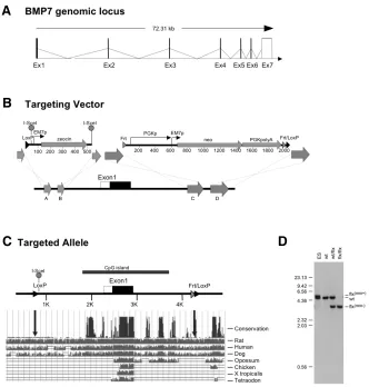 Fig. 1. Targeting strategy generating a conditional-null allele of Bmp7. Both modification cassettes were engineered to allow for excision of selection cassettes