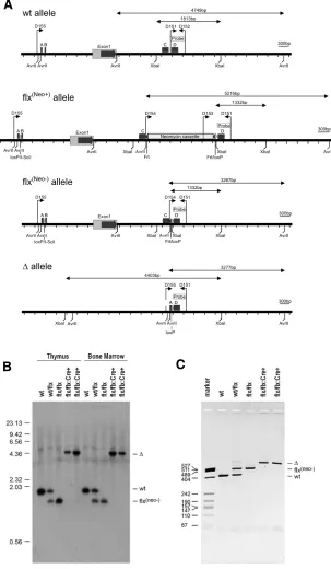 Fig. 2. Details on design, assembly, and typing of Bmp7 cells. Southern blot using XbaI andBone Marrow cells below.elements, homology boxes (labeled A-D), restriction sitesprobe D151/D152 on DNA obtained from thymocytes and(B) and PCR typing using the 4-pr