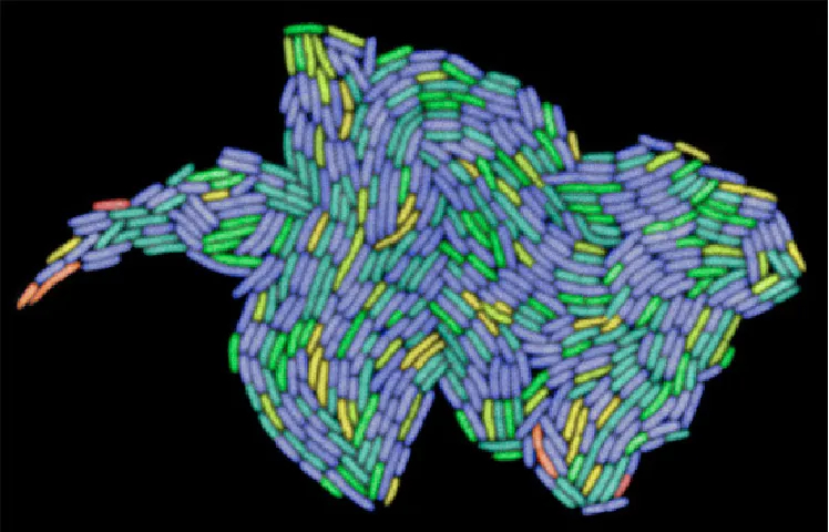 Figure 1. ”What is true for E. coli is true for the elephant” As aging requires a diﬀerentialdistribution of aged and young components between parent and oﬀspring, it has been postulatedthat organisms that reproduce by symmetrical division do not age