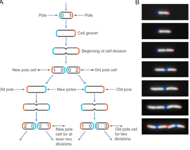 Figure 2. The life cycle of E. coli, from E. J. Stewart et al. [1]