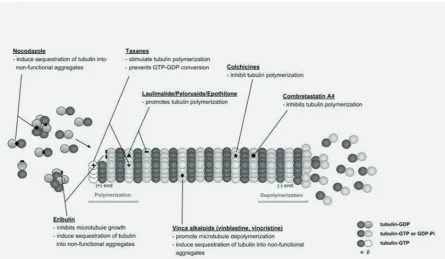 Figure 1 Inhibition of microtubule polymerisation and depolymerisation by MTAs.end and to tubulin dimers; ▲Laulimalide and peloruside bind to β-tubulin in the outer surface of the microtubule (laulimalide binding site); Taxanes bind to inner surface and plus ends of microtubule; Colchicines bind to β-tubulin in the outer surface of the microtubule; Vinca alkaloids bind to β-tubulin in the outer surface of the microtubule and to tubulin dimers;  Nocodazole binds to tubulin dimers; Eribulin binds to β-tubulin in the microtubule Epothilone binds to β-tubulin in the outer surface of the microtubule (near the taxane-binding site); Combretastatin A4 binds to the colchicine-binding site