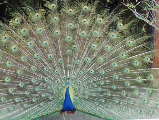 Fig. 1. Peacock plumage as an example of biological pattern forma-tion.cock patterns), and the differentiation of neural crest cells