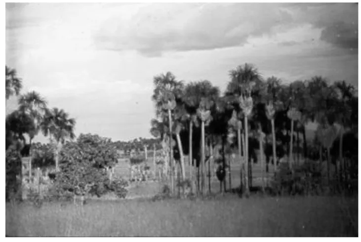 Figure 2. „Apêtê”, forest islands created by man in the Amazonian forest 