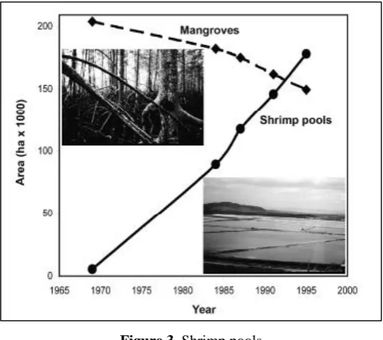 Figure 3. Shrimp pools 
