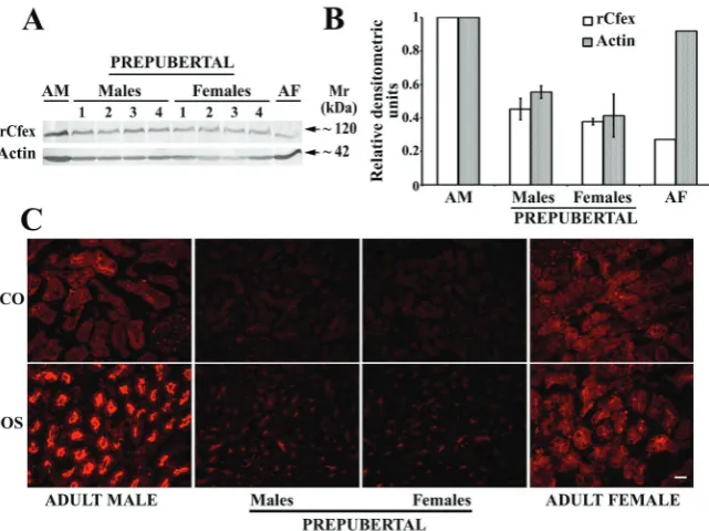 Figure 7 Immunolocalisation of the rCfex protein in the kidneys of prepubertal male and female rats; comparison with adult animals.A Western blots of total cell membranes (80 µg protein/lane), isolated from the whole kidneys from 4 male and 4 female prepub