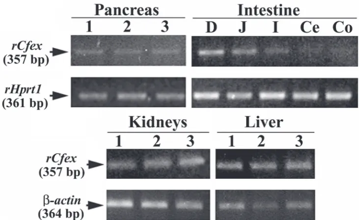 Figure 1 used as loading controls. RNA was isolated from the pancreas, kidneys, and liver of three male rats