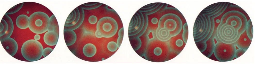 Fig. 2. Spiral patterns. (A) BZ reaction. discoideum(B) Aggregating Dictyostelium during aggregation of single cells in the process of sporeformation induced by starvation.