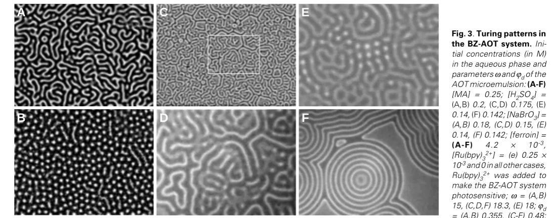 Fig. 3. Turing patterns in