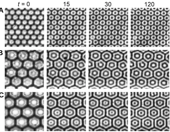 Fig. 4. ×is uniformly illuminated with intensity mask emerges, the mask is removed and the left section of the reactornated, and stationary Turing patterns develop