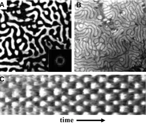 Fig. 8. Standing waves. shown as inset. oscillation period apart. (A) Snapshot, with spatial Fourier transform(B) Superposition of two snapshots taken half an(C) Space-time plot