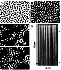 Fig. 13. The BZ-AOT system. (A) Segmented spiral and jumping waves. (B) Jumpingbubbles