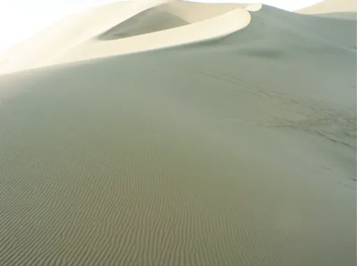 Fig. 4. Bifurcation and braiding of sand ripples on the flanks of a sanddune. Photograph courtesy of C.-M