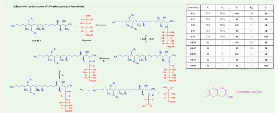 Figure 5 Formation of N-carboxymethyl-fumonisinsThe structures of fumonisin B1-6 (FB1-6); hydrolysed fumonisin B1-6 (HFB1-6); N-carboxymethyl fumonisin B1-6 (NCM-FB1-6); N-deoxyfructosyl fumonisin B1-6 (NDF-FB1-6); N-carboxymethyl hydrolysed fumonisin B1-6 (NCM-HFB1-6); and N-deoxyfructosyl hydrolyzed fumonisin B1-6 (NDF-HFB1-6)