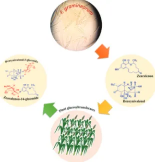 Figure 2 Mycotoxin systematisation proposed by Rychlik et al. (12)