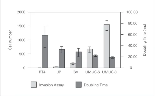 Fig. 2. Gli2 expression.