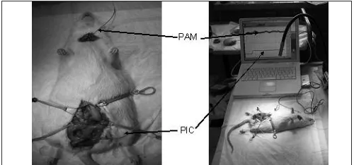 Fig. 2. Continuous Angll infusion caused a significant decrease in ICP/MAPratio.