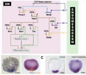 Fig. 2. Expression patterns of genes involved in skeletogenic mesenchyme(SM) specification and SM-gene retulatory network (GRN) model.signaling molecules which are required for endomesoderm specification: results show that tiation gene battery