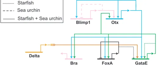 Fig. 4. Evolutionary conservation of a network subcircuit. sion of these genes are identical and are shown by solid lines
