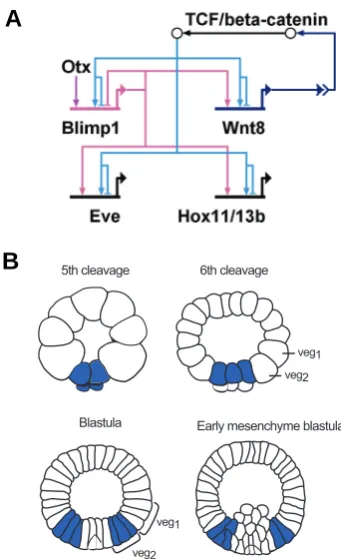 Fig. 5. Structure and output of a subcircuit driving dynamic geneexpression.this subcircuit in adjacent cells: at early mesenchyme blastula