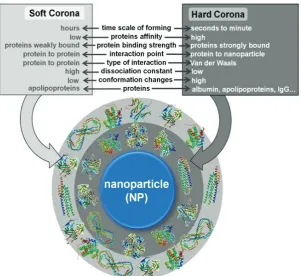 Figure 1 Nano-bio interface: properties of protein corona on NP surface