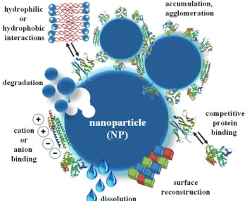 Figure 3 Active interactions at the nano-bio interface [inspired by (10)]